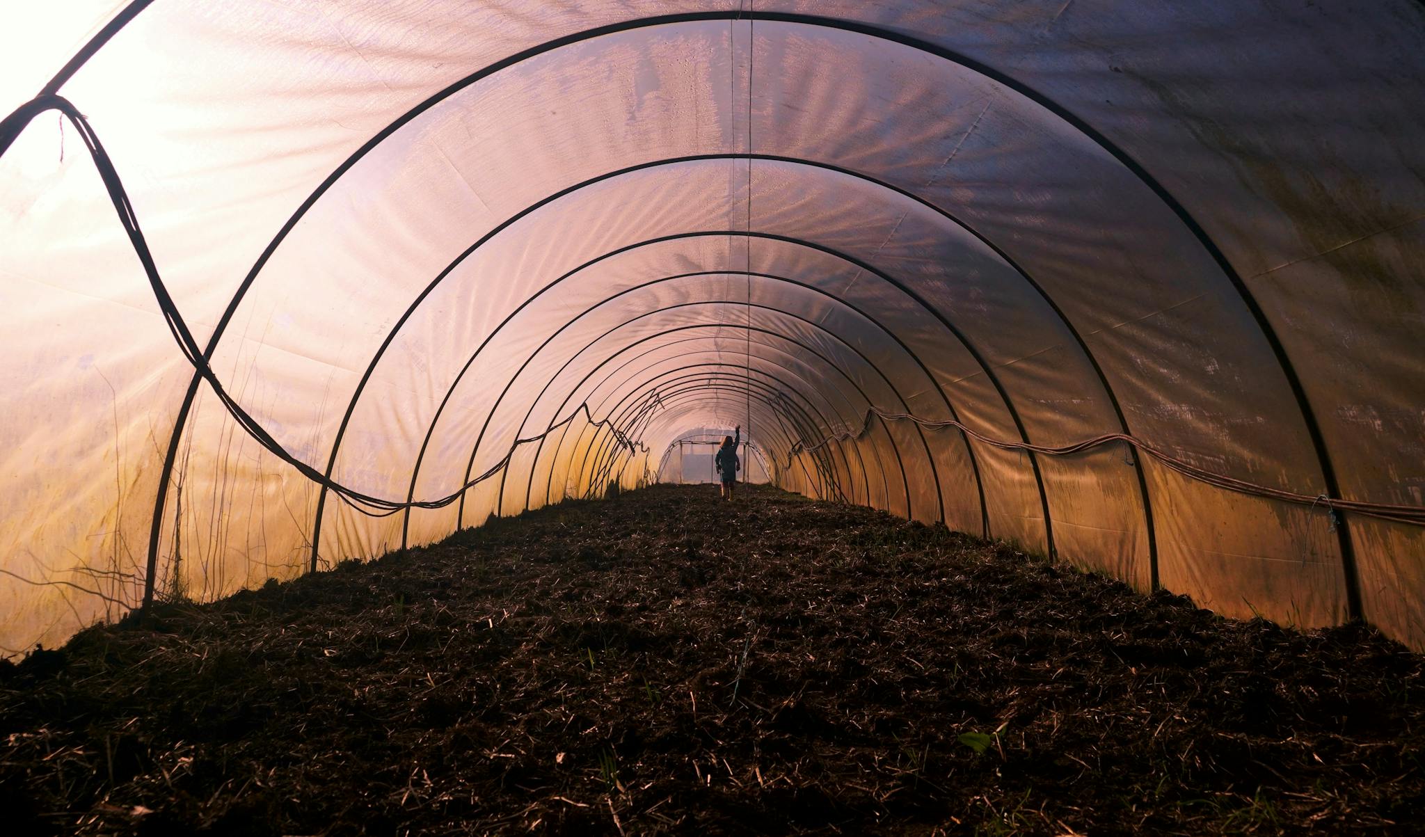 A person walking inside an empty greenhouse tunnel with a symmetrical structure, highlighting agriculture technology.